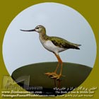 آبچلیک نوک سر با لا